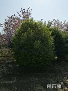 12公分高杆卫矛球