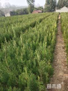 高度60厘米侧柏小苗