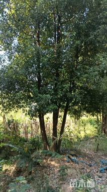 10公分(3杆)丛生香樟