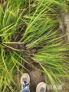 高度30厘米金叶石菖蒲