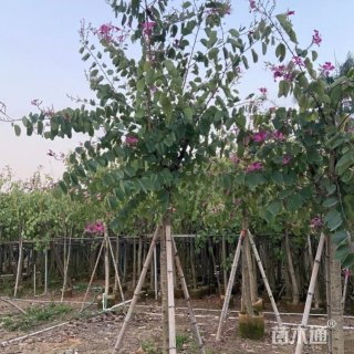 15公分洋紫荆