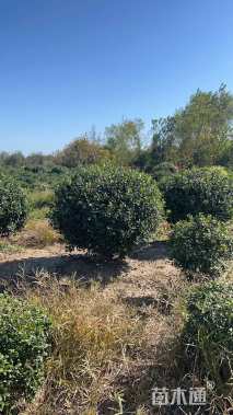 冠幅100厘米无刺枸骨球