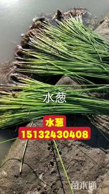 高度30厘米水葱