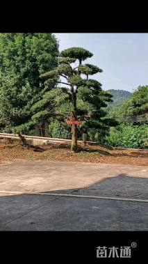 15公分造型罗汉松