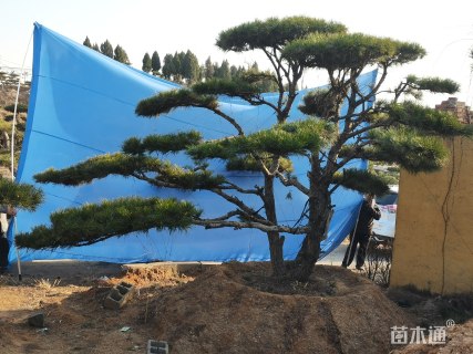 44公分造型赤松