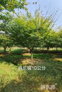 8公分鸡爪槭