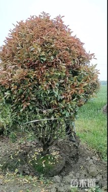 冠幅300厘米红叶石楠球