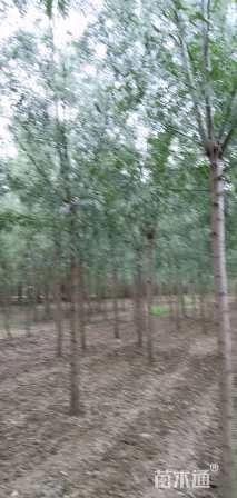 10公分旱柳