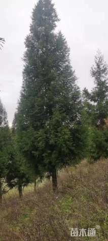 16公分柳杉