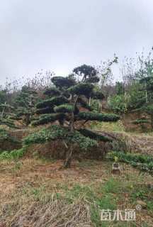移栽苗造型罗汉松