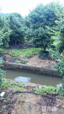 高度250厘米嘉宝果