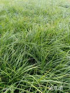 高度15厘米麦冬