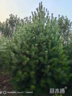 高度500厘米白皮松
