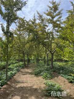 17公分嫁接银杏