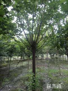 10公分日本晚樱