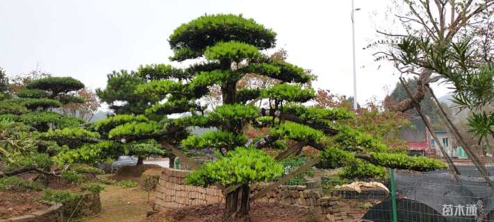 移栽苗造型罗汉松