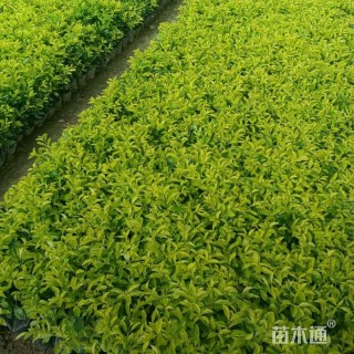 高度20厘米金叶假连翘