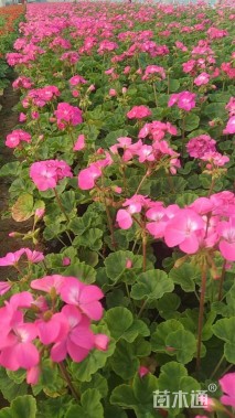 高度30厘米天竺葵