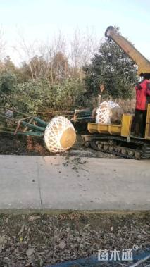 40公分(5杆)丛生香樟