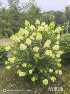 高度100厘米绣球荚迷