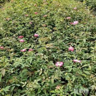 高度40厘米月季小苗