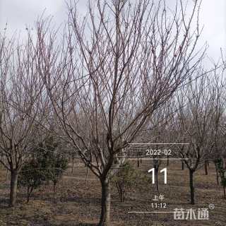 25公分樱花