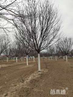 13公分日本晚樱