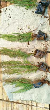 高度35厘米沙地柏