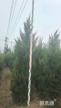 高度200厘米蜀桧