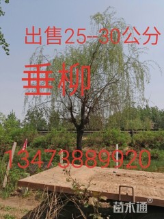 25公分垂柳