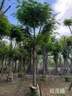 12公分凤凰木
