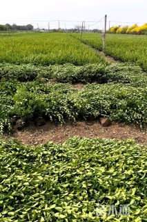 高度60厘米卫矛