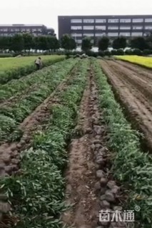 高度35厘米金丝桃