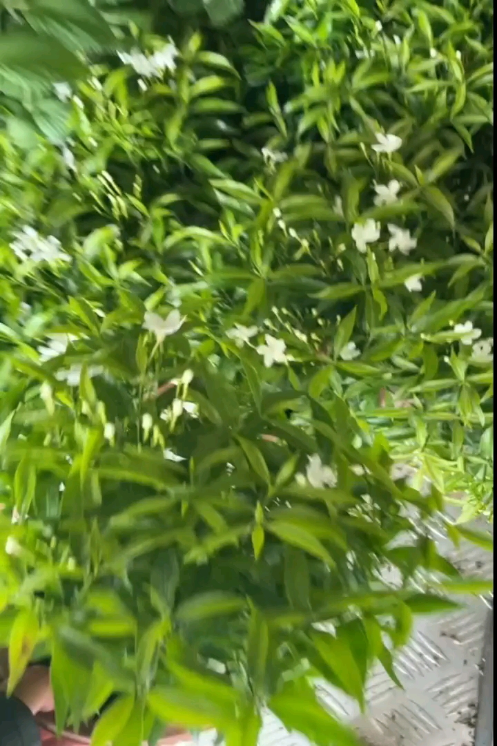 高度30厘米蓝霸鼠尾草