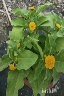 高度15厘米皇帝菊
