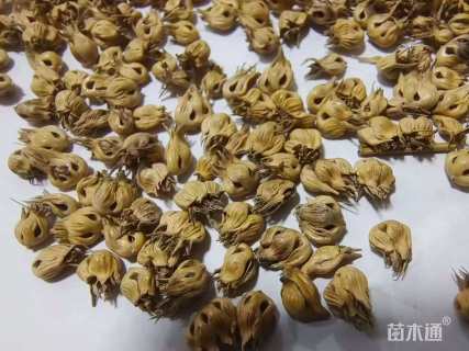 野牛草种子