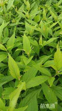 高度25厘米假龙头