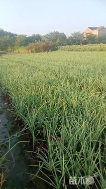 高度25厘米紫露草