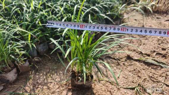 高度15厘米兰花