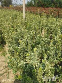 高度40厘米金边黄杨