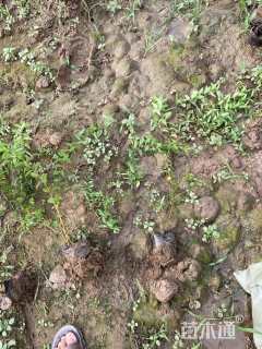 高度35厘米喷雪花