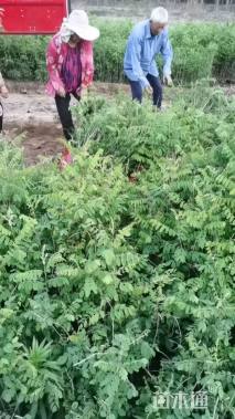 高度50厘米紫穗槐