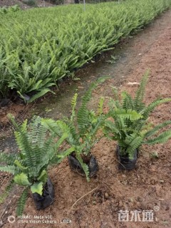 高度30厘米排骨草