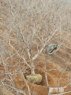 高度300厘米果石榴