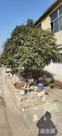 10公分桂花