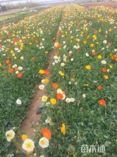 高度18厘米虞美人