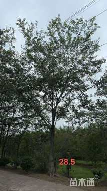 27公分朴树