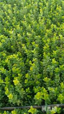 高度80厘米北海道黄杨