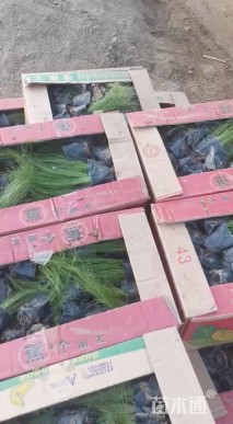 高度60厘米晨光芒