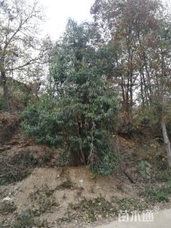 50公分大叶女贞